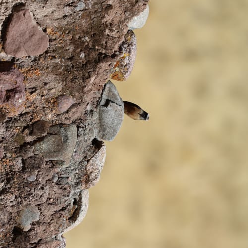 Ein kleiner Vogel, der teilweise hinter einer Felswand versteckt ist und aus einer Spalte herausschaut, mit unscharfem beigem Hintergrund.