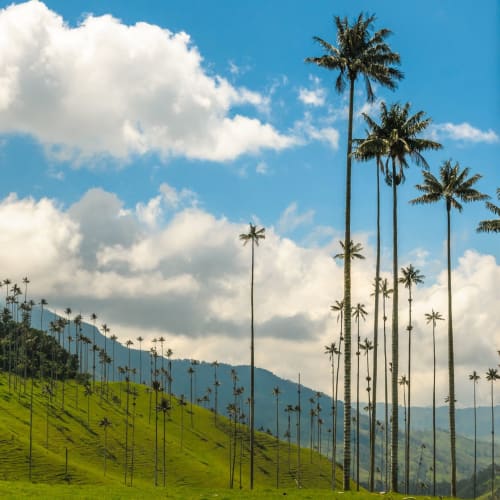 Tall palm trees grow on verdant hills under a partly cloudy sky in the Cocora Valley, Colombia.