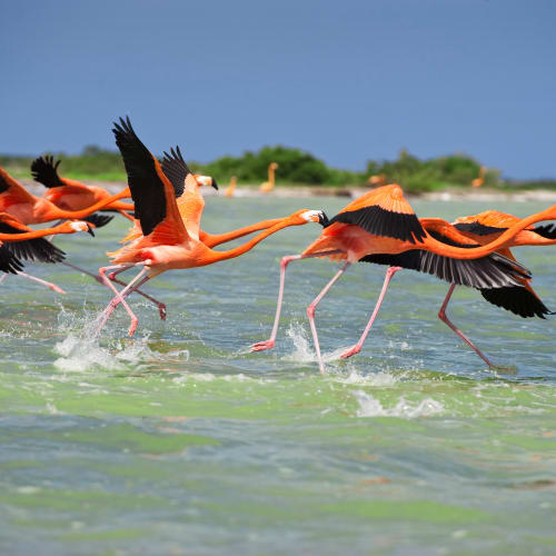 Eine Gruppe von Flamingos, die in flachem grünlichem Wasser laufen und abheben, mit klarem blauem Himmel und entfernten Grünflächen im Hintergrund.