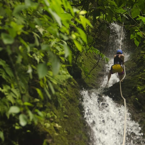 A person rappels down a waterfall surrounded by lush green foliage in a rainforest.