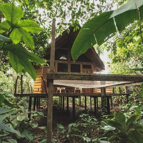 Eine Holzhütte auf Stelzen, eingebettet in einen dichten tropischen Wald mit großen grünen Blättern ringsum.
