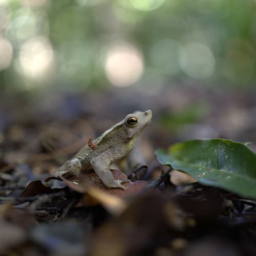 Ein kleiner grauer Frosch sitzt am Waldboden neben einem grünen Blatt vor einem verschwommenen Bokeh-Hintergrund mit Laub.