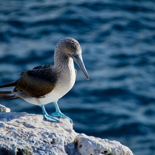 Ein Galapagos-Blaufußtölpel steht auf einem Felsen am Ufer mit dunklem, welligem Wasser im Hintergrund.