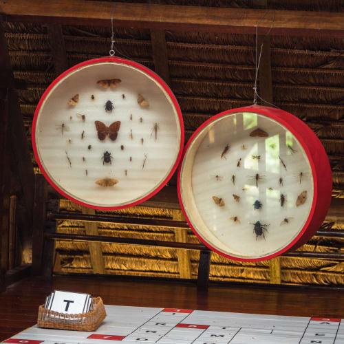 Zwei runde Ausstellungsschränke mit befestigten Insekten und Schmetterlingen, die von einer Holzdecke über einem Tisch mit einem großen Rasterspiel und einem Korb mit Karten hängen.