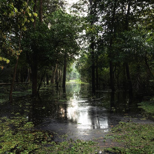 Ein überschwemmter Weg, der durch einen dichten grünen Regenwald führt, mit reflektierenden Bäumen im Wasser.