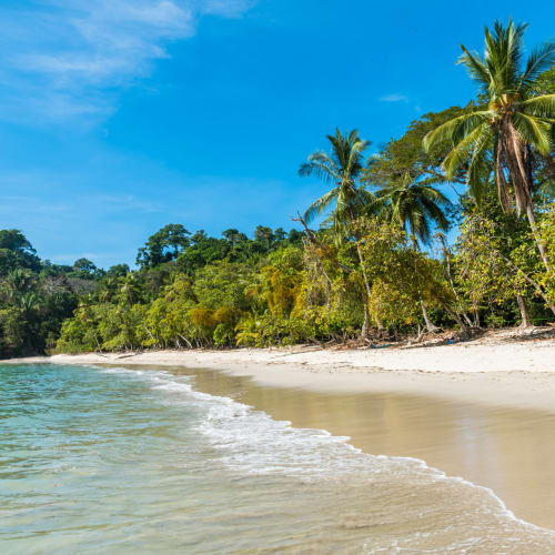 Ein tropischer Strand mit weißem Sand, klarem Wasser und üppigen grünen Palmen unter einem hellblauen Himmel.