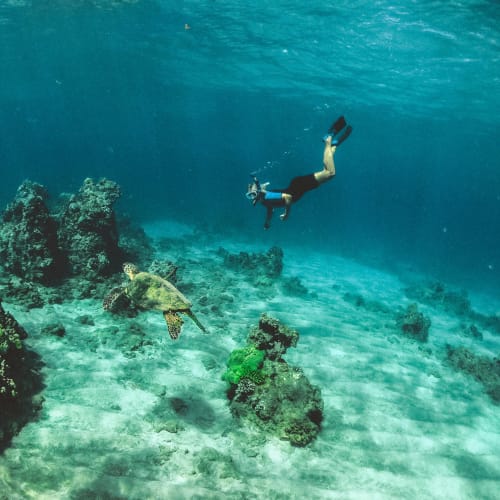 Eine Person schnorchelt unter Wasser in der Nähe von Korallenriffen mit einer Schildkröte im klaren blauen Wasser.