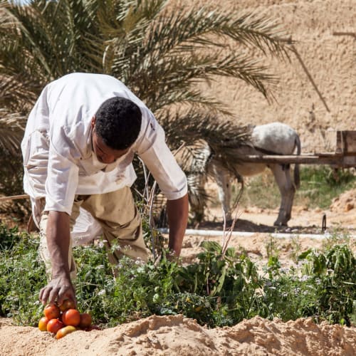 A man harvesting ripe tomatoes from a garden in a rural area with a donkey and cart in the background under palm trees and a sandy wall.