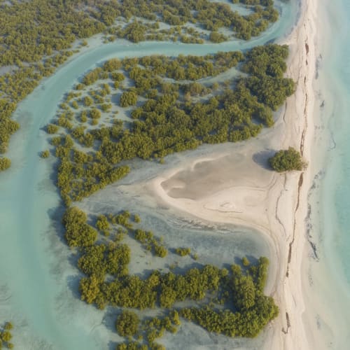 Luftaufnahme eines Küstenmangrovenwaldes mit gewundenen Wasserwegen, die zu einem Sandstrand neben türkisfarbenem Ozeanwasser führen.
