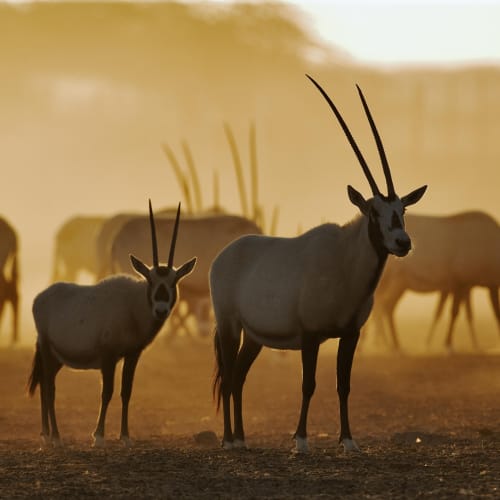 Eine Gruppe Arabischer Oryx steht auf trockenem Boden bei Sonnenuntergang, zwei Oryx im Vordergrund und mehrere im Hintergrund.