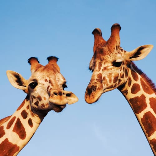 Zwei Giraffen mit unterschiedlichen gefleckten Mustern vor klarem blauem Himmel, eine mit leicht herausgestreckter Zunge.