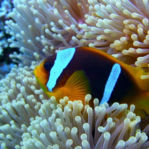 Ein Clownfisch schwimmt zwischen Korallenanemonen in einer lebendigen Unterwasserszene.