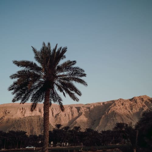 Eine einsame Palme steht im Vordergrund mit bergigem Gelände im Hintergrund unter klarem Himmel.