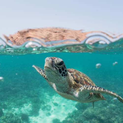 Eine grüne Meeresschildkröte schwimmt in der Nähe der Meeresoberfläche vor einer felsigen Insel im Hintergrund.