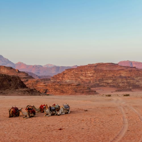 Kamele ruhen in der Wüste von Wadi Rum mit felsigen Bergen im Hintergrund bei Sonnenuntergang.
