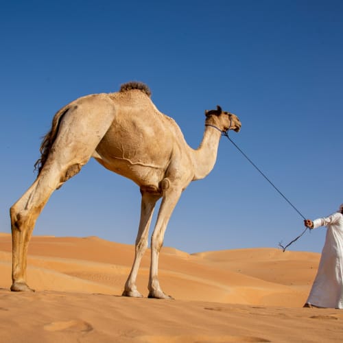 A person in traditional attire leading a camel across the sand dunes in a desert under a clear blue sky.