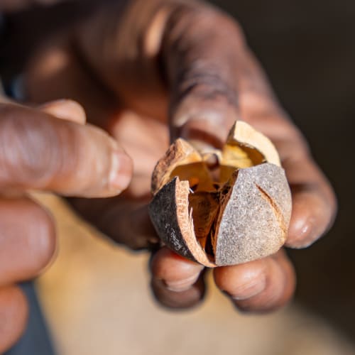 A person with weathered hands holds a cracked and partially opened nut or seed in daylight.