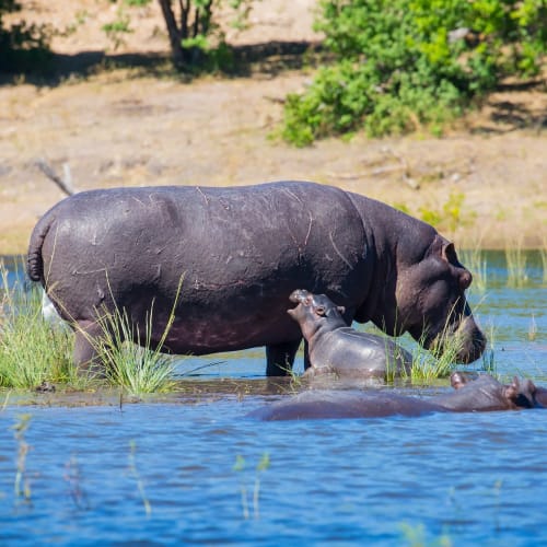 Ein Flusspferd mit seinem Kälbchen im Fluss im Chobe-Nationalpark, Botswana.