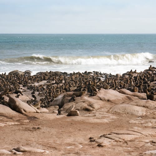 A seal colony with numerous seals resting on rocky shores near the sea, with waves in the background.