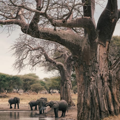 Elephants drinking water under large Baobab trees in a dry landscape with sparse trees in the background.