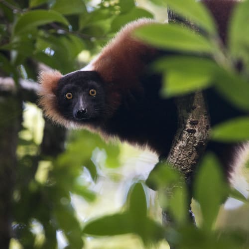 A black and brown lemur peeks through green leaves while perched on a tree branch.