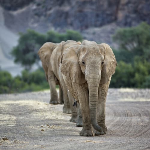 A line of three elephants walking along a dirt road in a semi-arid landscape with mountains and greenery in the background.
