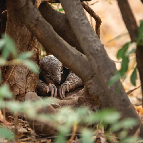 A young pangolin curled up among tree branches and leaves in a natural habitat.