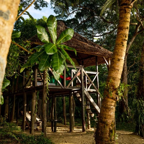 A raised wooden hut with a thatched roof, nestled among tropical trees with large green leaves.