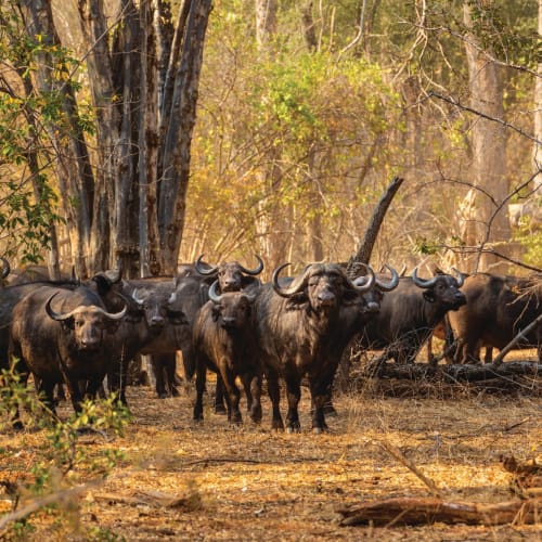A herd of buffalo standing on a dirt path in a forested area during daylight.