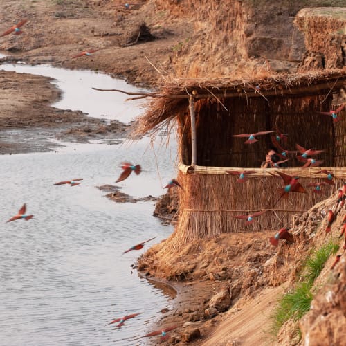 A thatched bird hide is built on a riverbank, with many colorful birds flying around it.