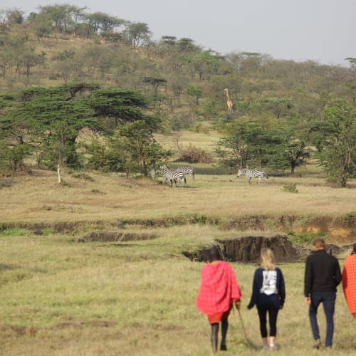 Vier Personen laufen durch eine Savannenlandschaft mit Bäumen und beobachten Wildtiere, darunter Zebras und Giraffen im Hintergrund.