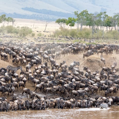 Hunderte Gnus stehen an einer Böschung vor einem Fluss 