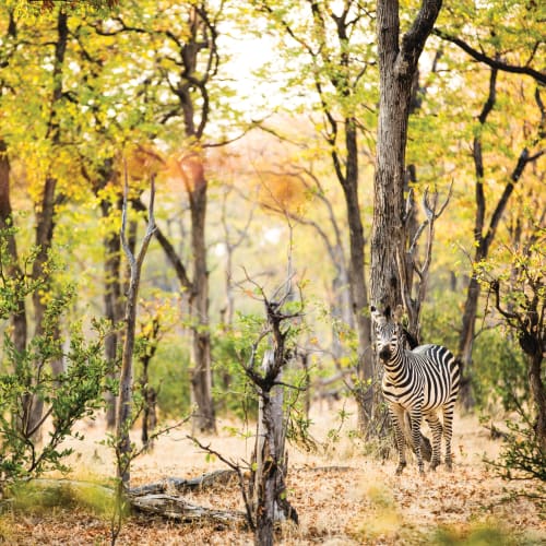 A zebra stands among trees and shrubs in a sunlit savannah landscape.