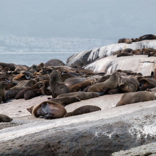 Seelöwen liegen am Strand und auf Felsen 