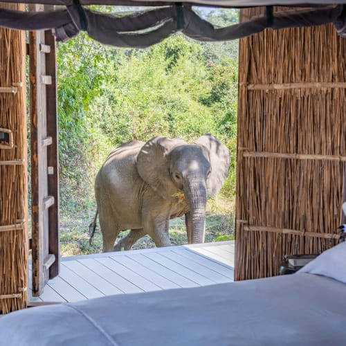 Ein Elephant steht außerhalb eines Zeltes, sichtbar durch ein offenes Fenster mit Holz- und Bambusrahmen, im Hintergrund Grünes.