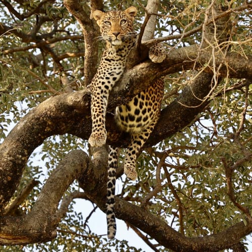 Ein Leopard, der auf einem Baumast im Tarangire-Nationalpark, Tansania, ruht.