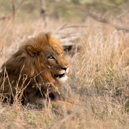 A lion resting in the tall grass of a savannah in South Africa.