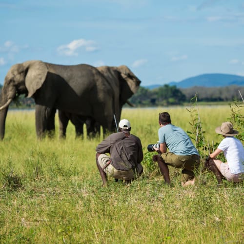 Drei Personen beobachten einen großen Elefanten, der über eine grasbewachsene Ebene während einer Safari läuft.