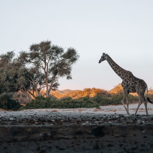 A giraffe walking in a semi-arid landscape with trees and bushes at sunset.