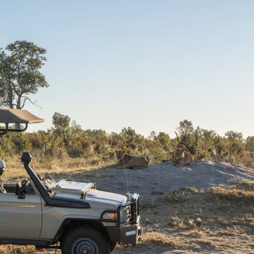 Ein Safari-Fahrzeug mit einem Guide geparkt im afrikanischen Busch, im Hintergrund ruhen zwei Löwen auf einem kleinen Hügel.