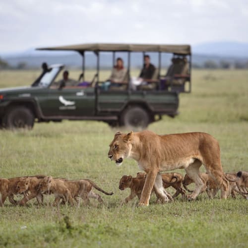 Eine Löwin läuft durch das Gras mit jungen Löwenkätzchen in der Nähe, während im Hintergrund ein Safari-Fahrzeug mit Menschen steht.
