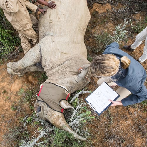 A team of researchers examining a dead chameleon on the ground in a natural habitat.
