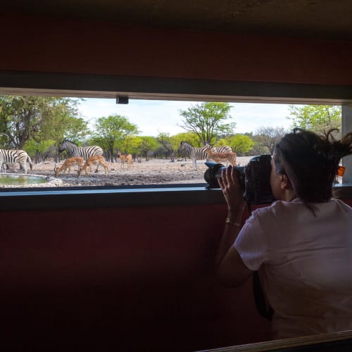 A person inside a building taking a photograph through a window of zebras and other animals in a savannah.