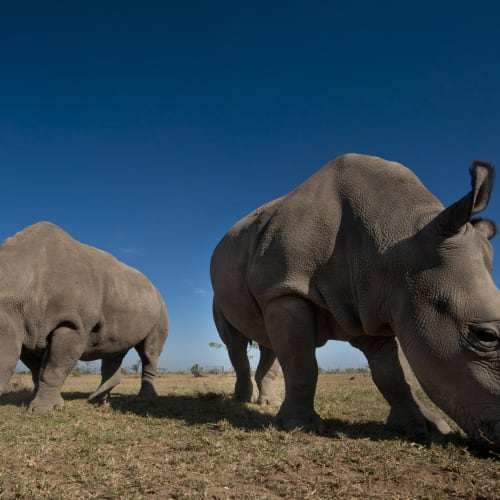 Zwei Nashörner, die auf dem Grasland unter einem klaren blauen Himmel im Ol Pejeta Bush Camp grasen.
