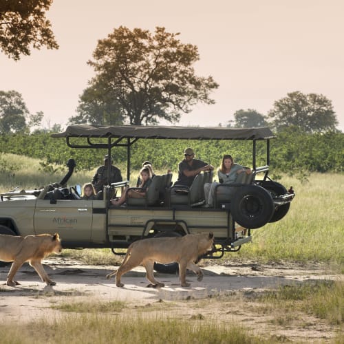A group of tourists in a safari vehicle observing lions walking in the grass.
