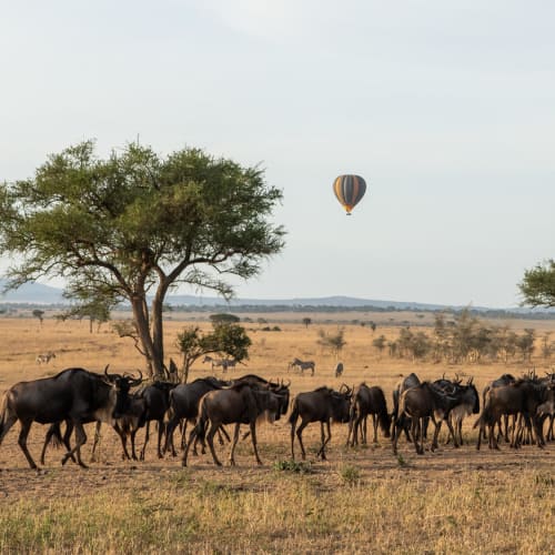 Eine Herde Gnus weidet im Serengeti mit einem Heißluftballon am Himmel.
