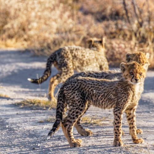 Three young cheetahs walk along a dirt path in a dry, bushy landscape at Onguma Wild Reserve.