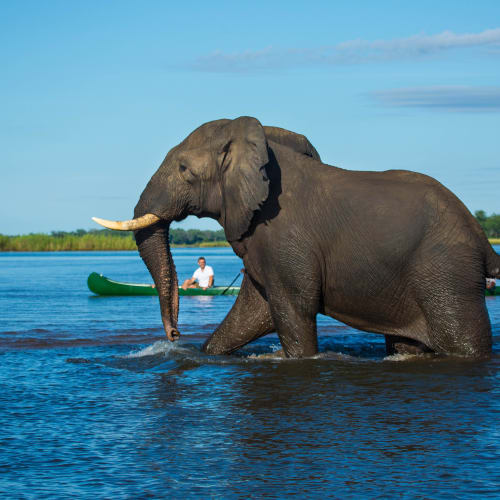 An elephant wading through water with a person in a kayak in the background.