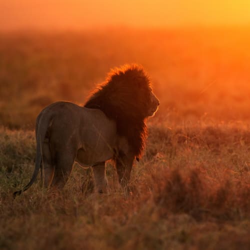 Ein Löwe steht im Grasland während eines lebhaften Sonnenuntergangs in der Maasai Mara, Kenia.