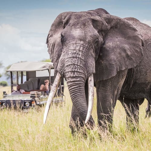 An elephant standing in the grassland near a safari vehicle with tourists in the background at Chem Chem Lodge, Tanzania.